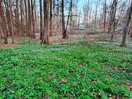 Surrounding woods