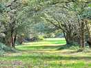 Gorgeous nearby walks at the minnis common