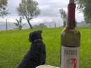 Wine with a view from the pitch