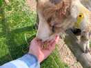 Goat feeding