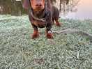 Frosty morning
