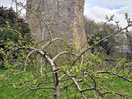 Drumin castle