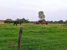 Horse neighbours
