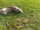 Happy dog