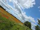 Poppy field on entrance