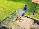 Friendly peacock