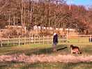 Nice and quiet good for dogs