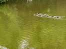 Ducklings