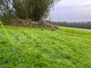 Guinea fowl saying good morning.