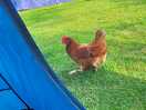 Visit from a chicken