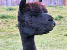 Alpacas loving life on the farm!