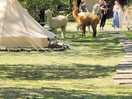 Alpacas - you can stay in the yurts for additional cost,