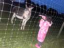The donkey