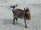 Curious goat.