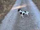 Large area for dogs to walk