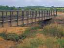 Salt marsh