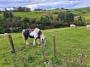 Horse and scenery