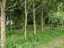 Nearby forest