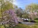Stunning magnolia trees around the pond.