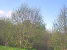 The view