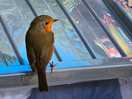 Robin greeted us as we unpacked