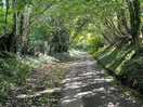 Country lane
