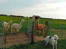 Alpacas next to fenced dog exercise field
