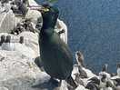 Farne islands trip shag