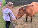 Pony