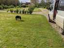 Dog friendly