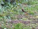 Robin came to visit us