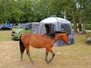 Same horse