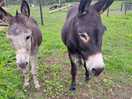 Friendly donkeys
