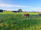 The cows