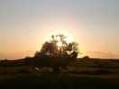 Willow tree at sunset