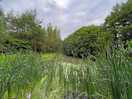 Part of the woodland walk