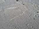 Otter prints