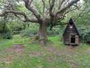 Woodland walk