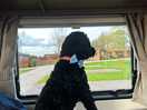 Arthur loving looking out of the window