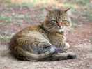 The campsite cat