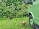 Friendly chickens came to say hello