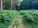 Woodland walks