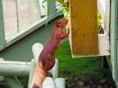 Squirrel at the feeder on the windowsill of the hut. they come right up to the hut.