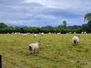 Sheeps grazing around nearby