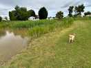 Another walk around lake with dogs