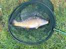 Nice carp fishing.
