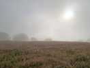 Early morning fog