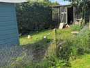 Resident chooks