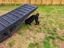 Dog agility park