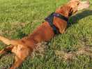 Doggy sprawl